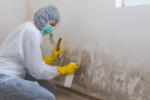 Best Industrial Mold Remediation  in Coralville, IA