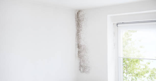  Coralville, IA Mold Removal Pros