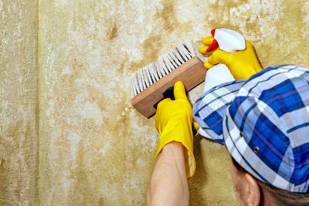 Trusted Coralville, IA Mold Removal Experts