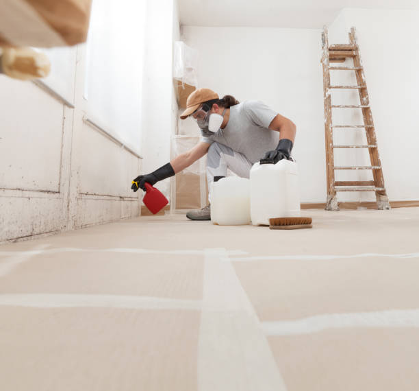 Best Basement Mold Removal  in Coralville, IA