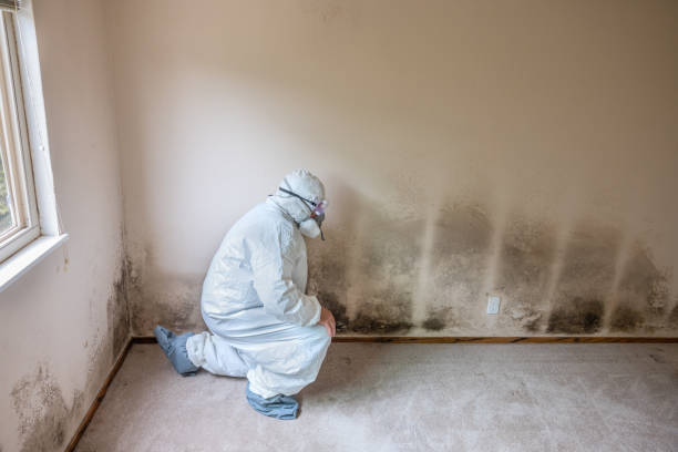 Best Asbestos and Lead Testing During Mold Inspection  in Coralville, IA
