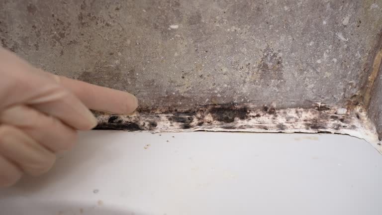 Biohazard Mold Removal in Coralville, IA